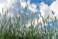 Daunele secetei severe din România din 2022, compensate de UE cu 34 milioane de euro