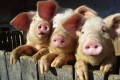 Circa 46 kg de carne de porc produse pe cap de locuitor în Europa. România, în revenire lentă