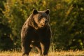 România în infringement pentru neglijarea protecției naturii